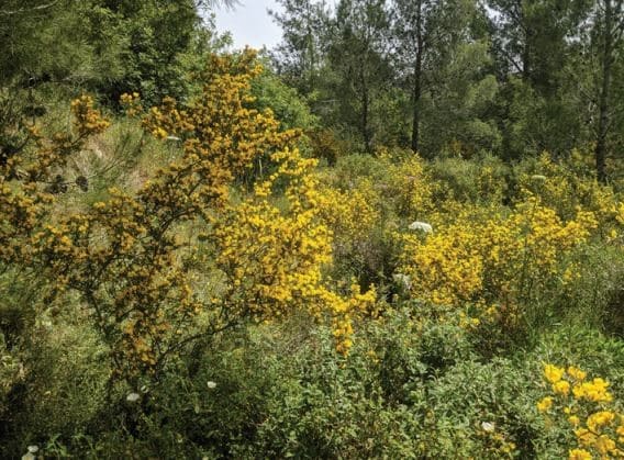 מרשם ירושלמי מימי הביניים לבושם מקידה שעירה