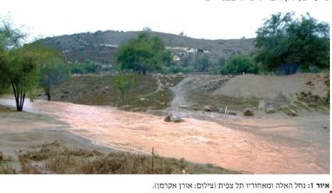צמחי הפולחן בגת הפלשתים – עדות ממקדשי שפת נחל האלה